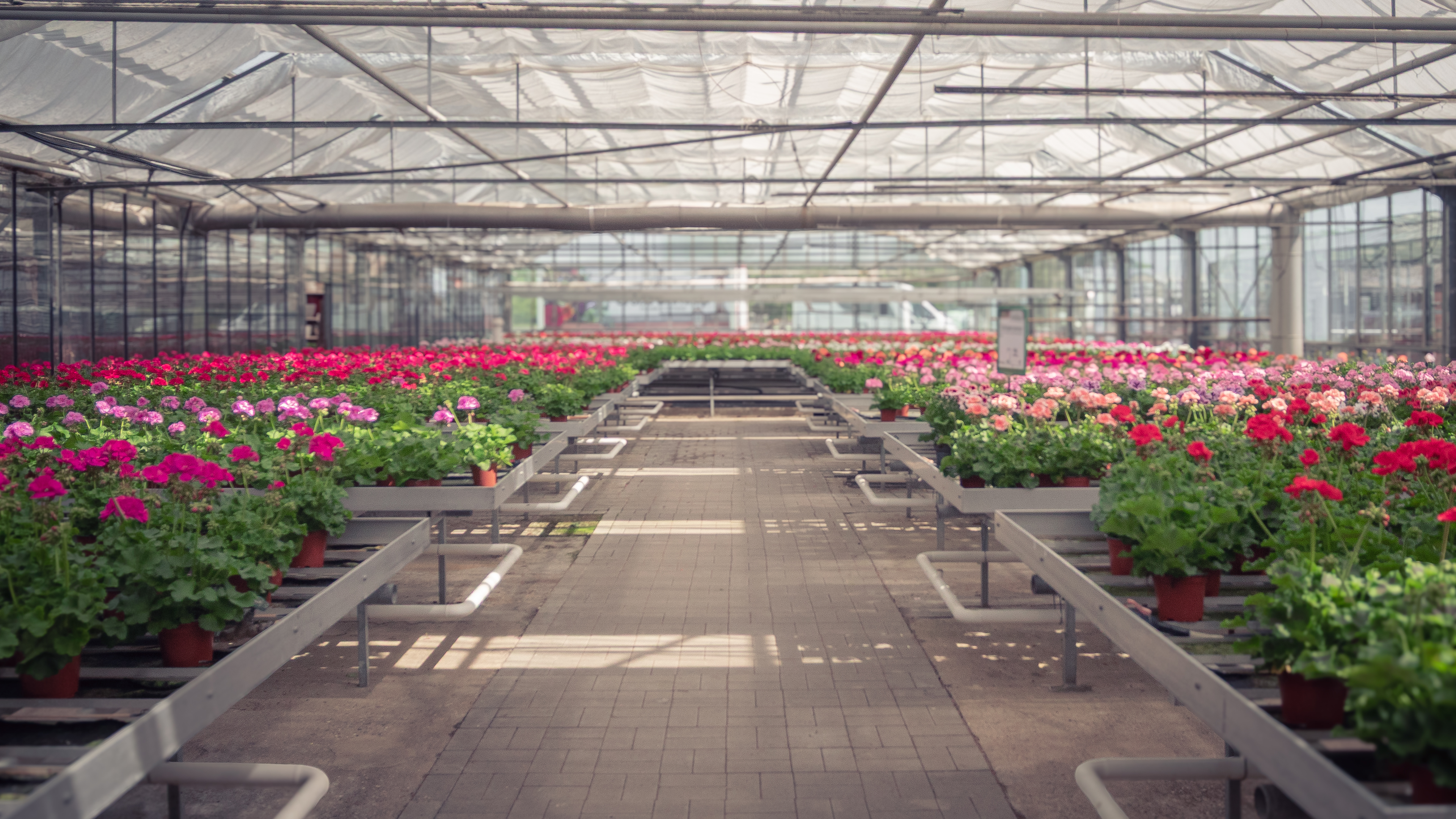 Meer aus Geranien in Gewächshaus